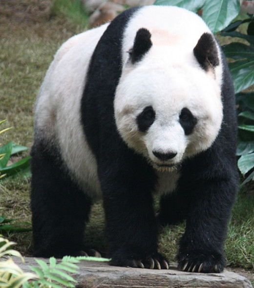 The threatened giant panda has become a symbol of conservation