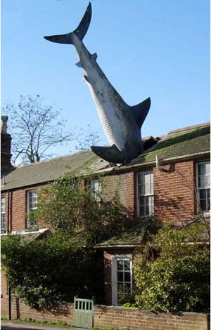 The Shark