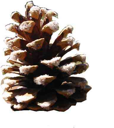 Courtesy   http://sarahmeyerwalsh.files.wordpress.com/2007/12/pinecone.jpg