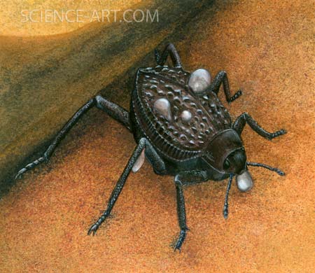 Courtesy www.science-art.com   
