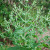 Plant of chia, salvia hispanica