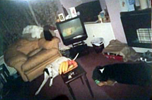 Harley sitting on the chair arm in my lounge, with his canine pals, Bracken and Buster.