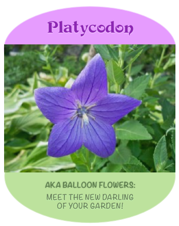 Platycodon (Balloon Flowers): Number 7 in a Garden Photo Series | HubPages