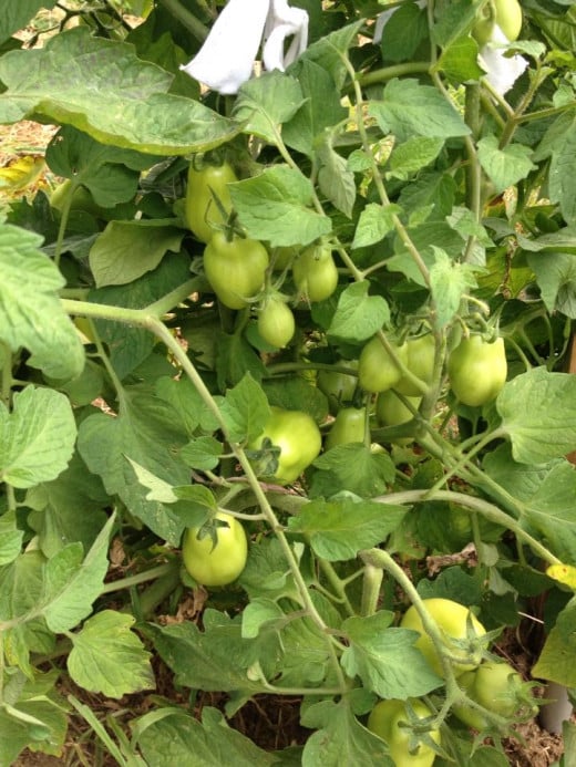 Organic green roma tomatoes growing in my 2014 garden.