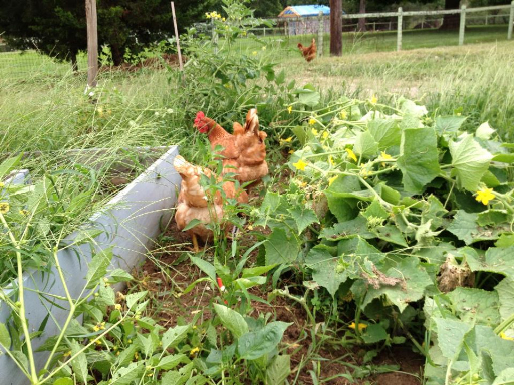 The Benefits of Raising Laying Hens in Your Backyard ...