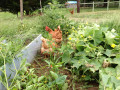 The Benefits of Raising Laying Hens in Your Backyard