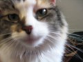 Food for Thought: How to pick the right Food for your Cat or Dog