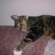 Aliycat profile image