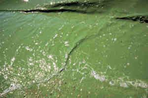 Pea soup algae