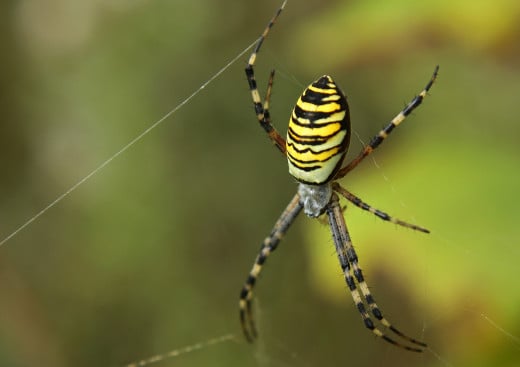 arachne-and-athena-a-bloody-myth-1