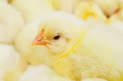 does the cute fluffy chick send those happy thought through your brain?