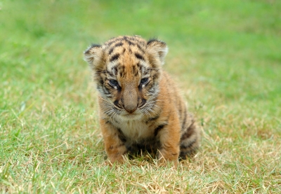 The baby tiger has it's own way of making us feel happier with our lives when we look at it, expressing ahh like remarks comes to mind!