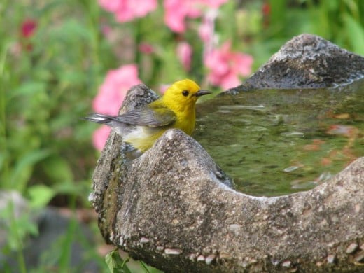 Prothonotary warblers live and nest near water. Having a water feature will attract these and many other birds and animals.