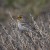 Yellow-variant adult male House Finch (Carpodacus mexicanus) camouflaged in brush. Yellow-variant adult male House Finch (Carpodacus mexicanus) camouflaged in brush.