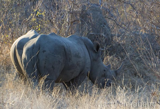 Maybe you're a tolerant, relaxed white rhino. Photo: Matt Feierabend