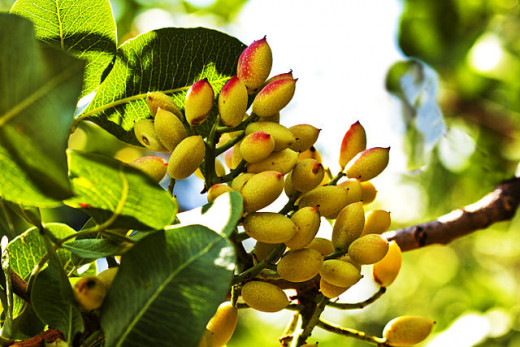 Pistachios on a tree have hulls around the shells.
