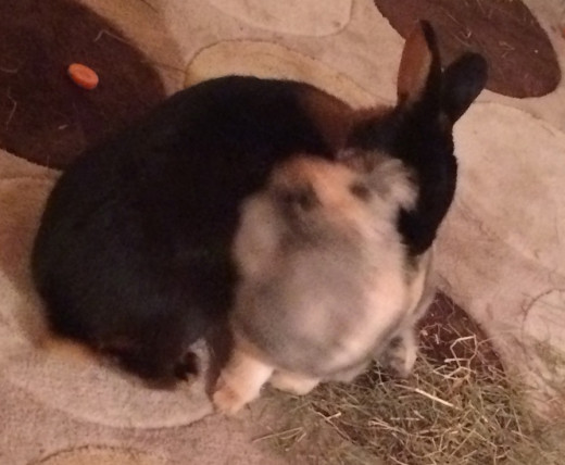 First contact between Sleepy and Henry.