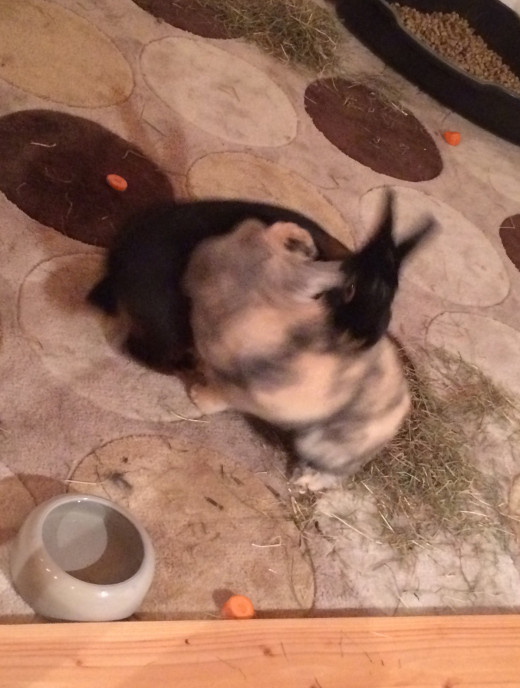 One of them bites the other one and starts humping.