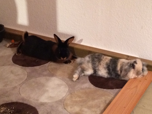 When resting, they stay together.
