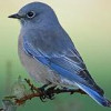 bluebird profile image