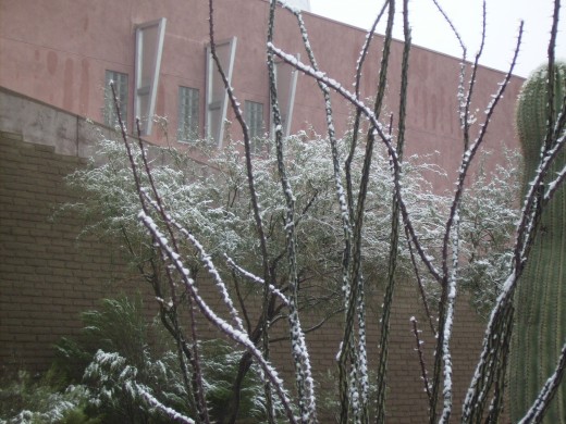 Snow covered vegetation in Tucson.
