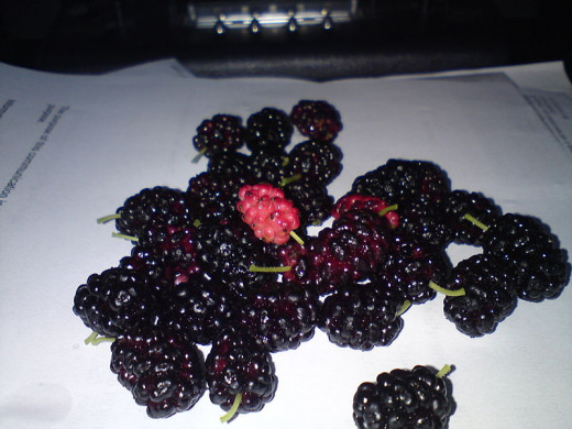 Mulberry tree are prolific and there are many uses for the berries and leaves. Learn more here