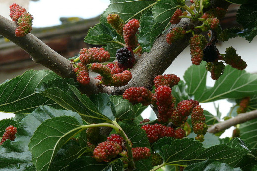 Mulberry Tree Health Benefits of Fruit, Leaves, Nutrition, Cultivation ...