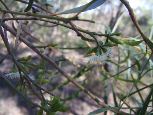 The oil produced by the Eucalyptus tree is traditionally used as a decongestant, in addition to its use in lotions to treat foot pain.