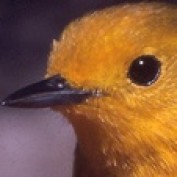 Bird Watching profile image