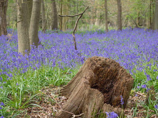 English bluebells in spring - a sight Shelley would have seen and loved.