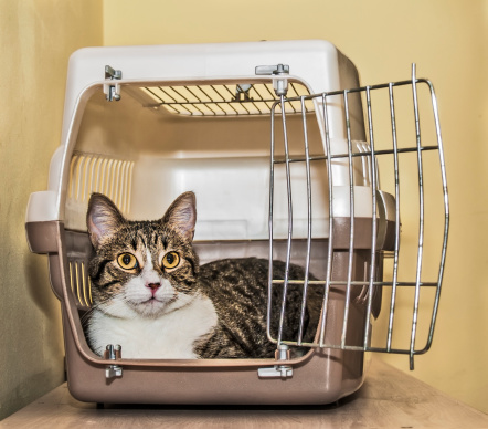 Choosing a Cat Carrier
