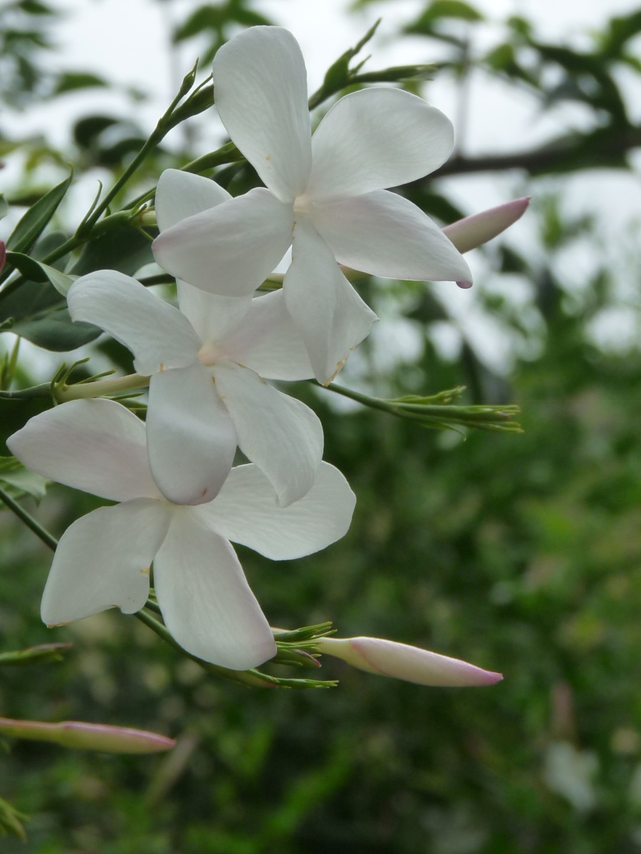 10 most fragrant flowers | dengarden