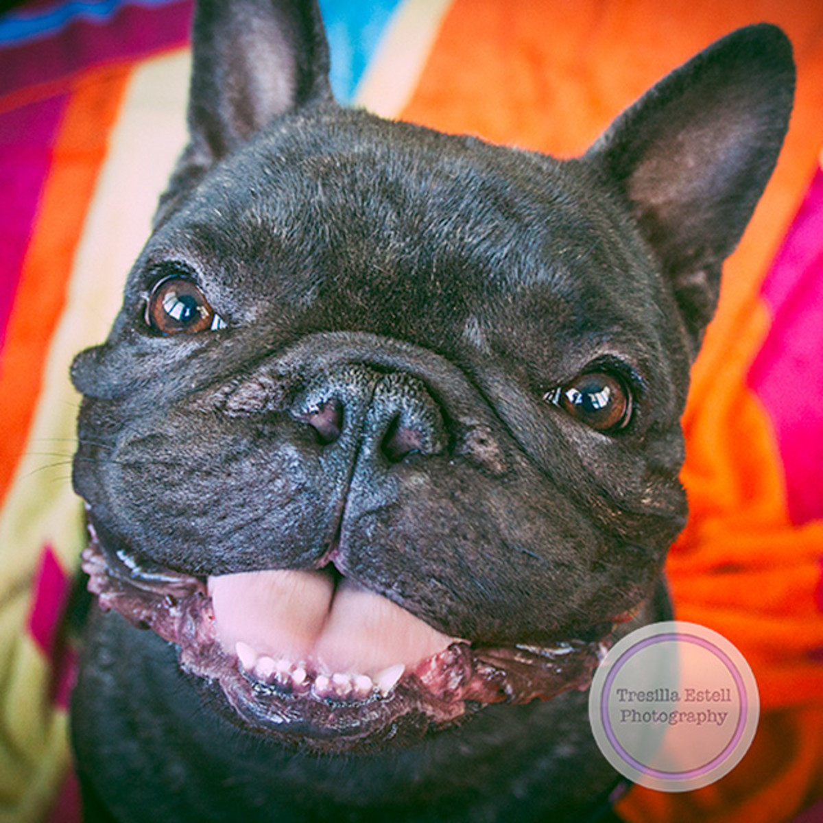 Choosing, Raising and Caring for a French Bulldog PetHelpful