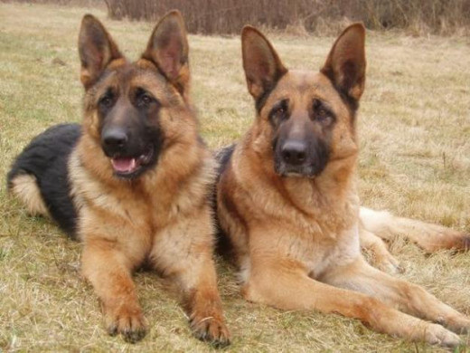 German Shepherd