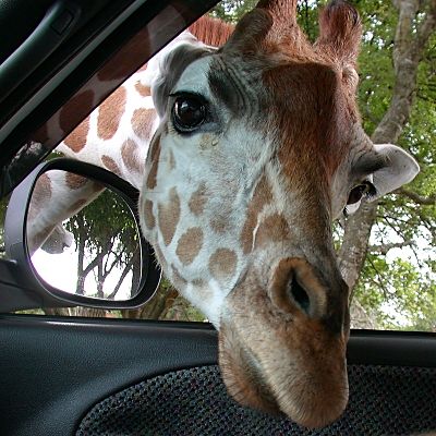 Giraffe peeping its head inside the car 