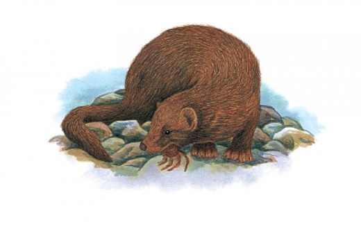 No drawings were ever made of live sea minks