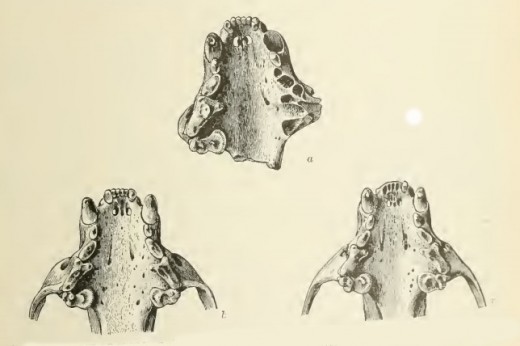 Skull images from the original D.W. Prentiss paper