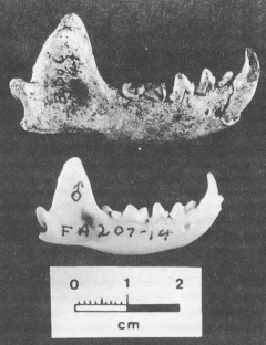 Sea mink jaw (top) compared to jaw from an adult male American mink