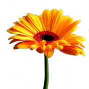 khanhha profile image