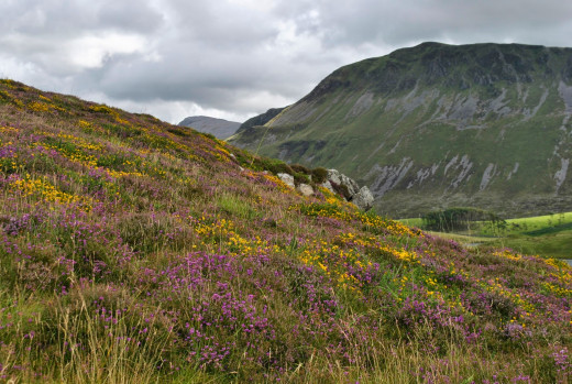 Gorse, heather and bracken