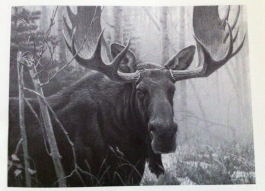 Photos taken from a book of Painting by Robert Bateman called Portraits of Nature