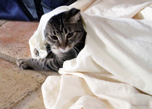 Entertaining your cat