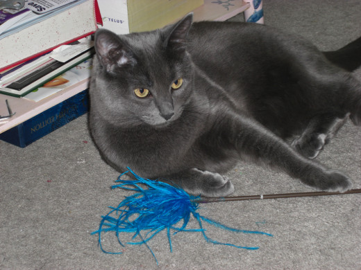 Feather and fishing toy games