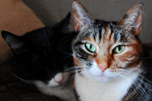 Cat companions
