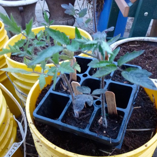 Sturdy seedlings ready for transplant.