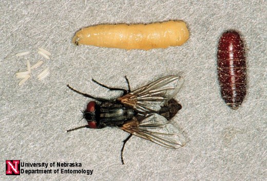 This picture shows stages of the house fly life cycle.  The small white tubule shapes on the left are eggs, the larger orange tubule at the top  is a larva, the football shaped carcass on the right is a pupa, and the adult fly has the wings.