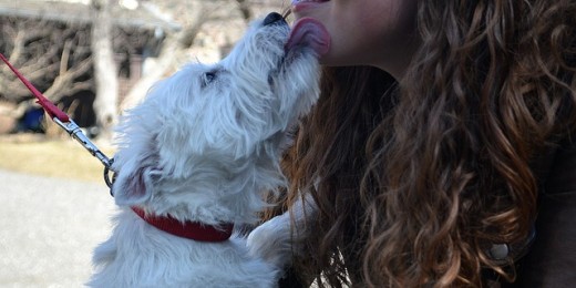 Five Hypoallergenic Dog Breeds Great With Kids PetHelpful