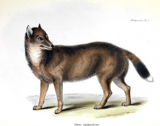 Illustration of the Falkland Islands wolf from the H.M.S. Beagle visit