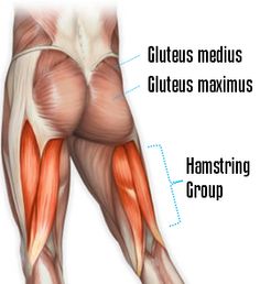 Colorful human anatomy poster showcasing Hamstring Muscles and Glute Muscles