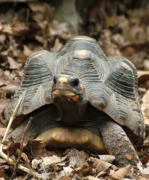 The Unimpressed Turtle is unimpressed with your unimpressive keyword selections.